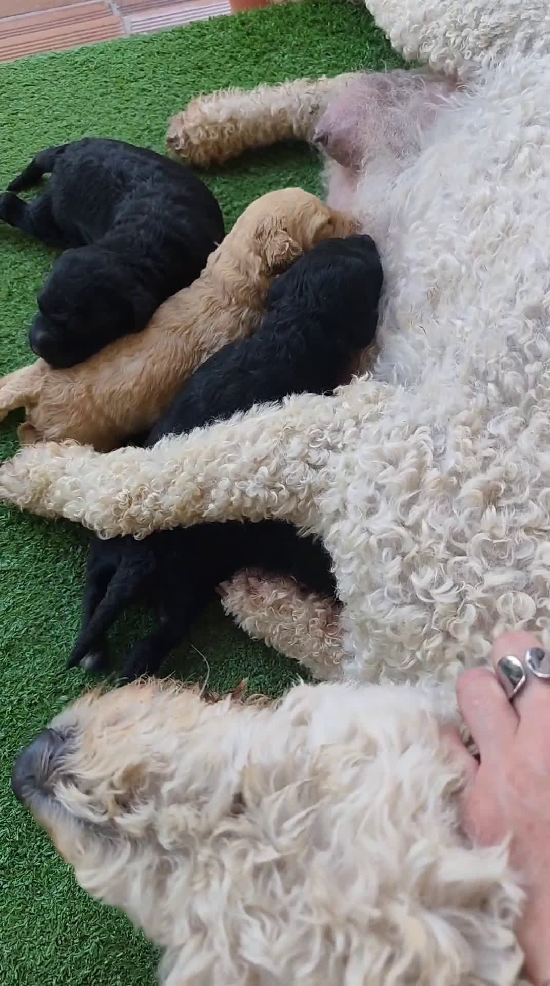 Perro de Agua Español perros en venta: Camada de perros de agua - Video 2