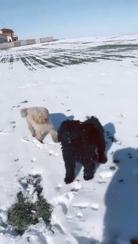 Perro de Agua Español perros en venta: Camada de perros de agua en Madrid - Video 1