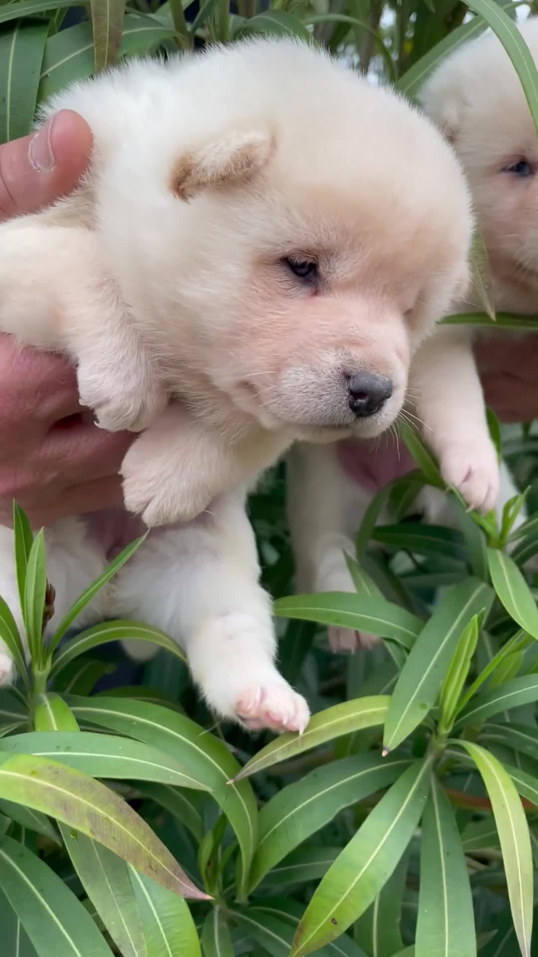 Shiba Inu perros en venta: Un pequeño zorro en casa. en Salamanca - Video 1