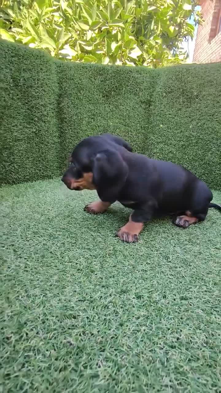 Teckel Miniatura perros en venta: teckel miniatura arlequín y varios colores  - Video 3
