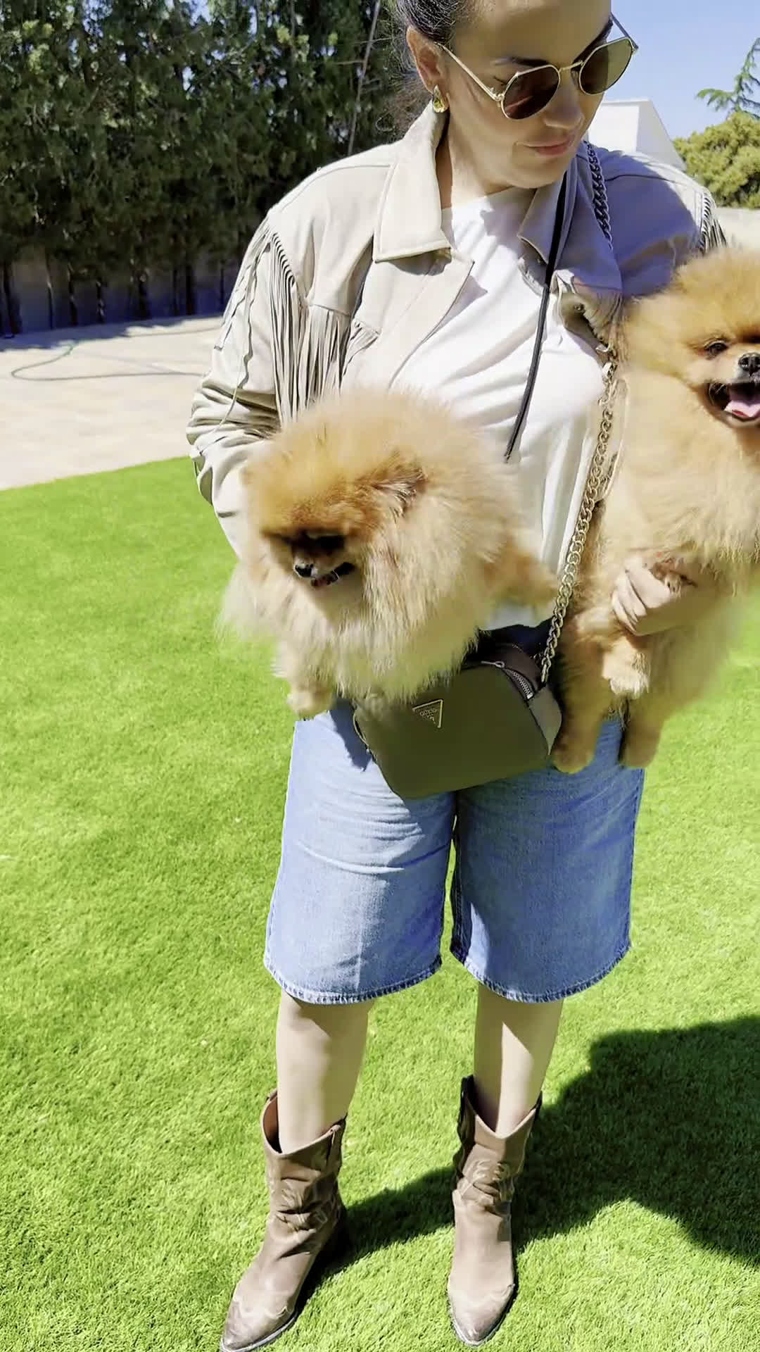 Pomerania perros en venta: Pomerania  - Video 2