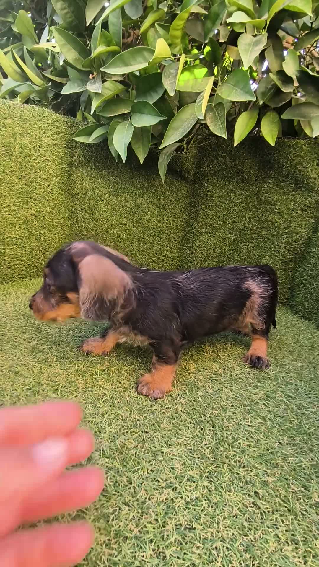 Teckel Miniatura perros en venta: camada teckel miniatura  pelo basto corto    - Video 2