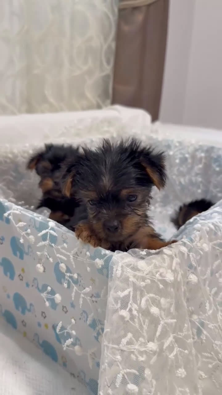 Yorkshire Terrier perros en venta: Yorkshire terrier disponibles!! - Video 2