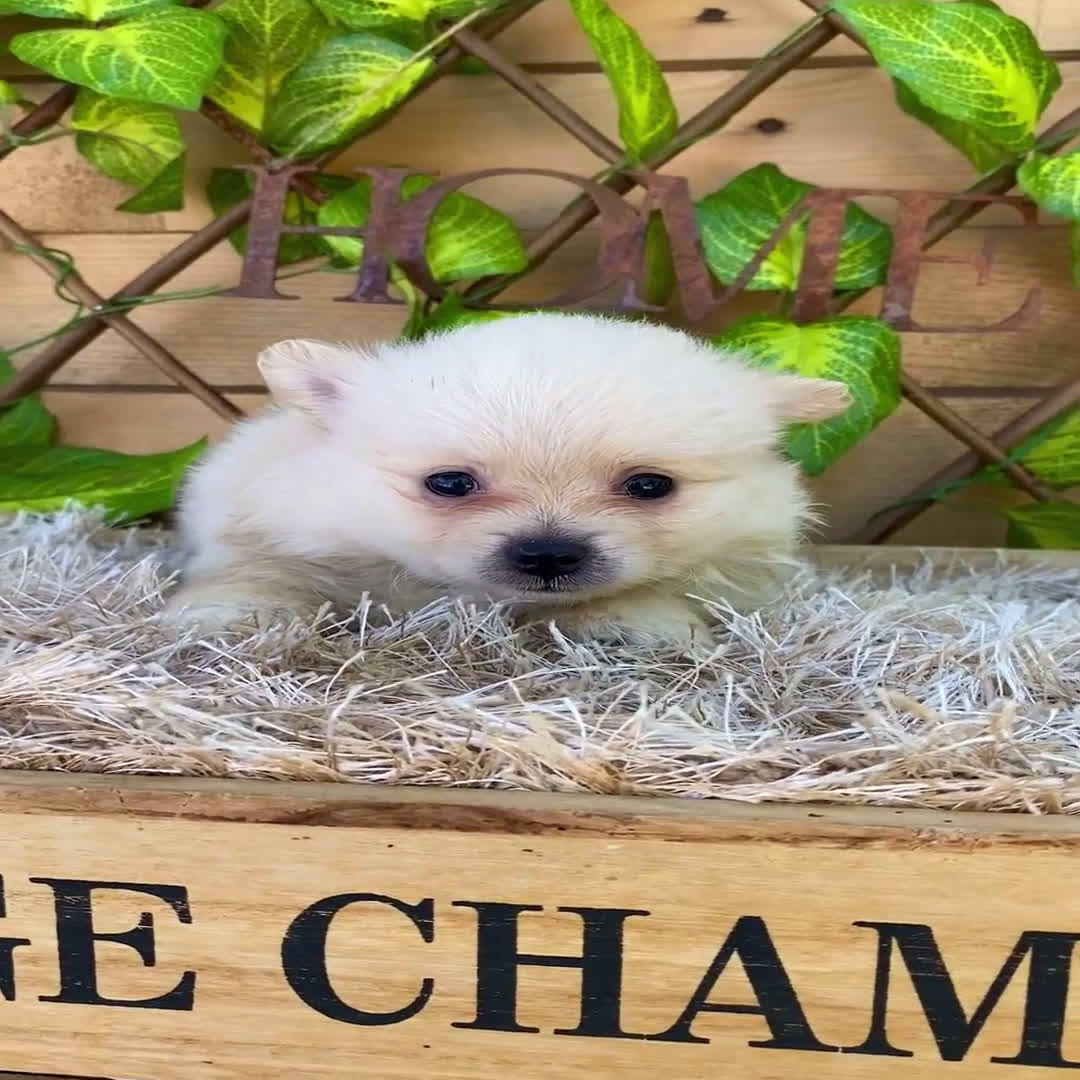 Pomerania perros en venta: Camada de Jazmín - Video 1