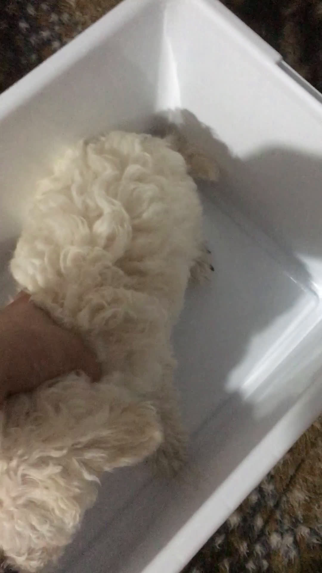 Caniche Toy perros en venta: CANICHES TOYS en Madrid - Video 3
