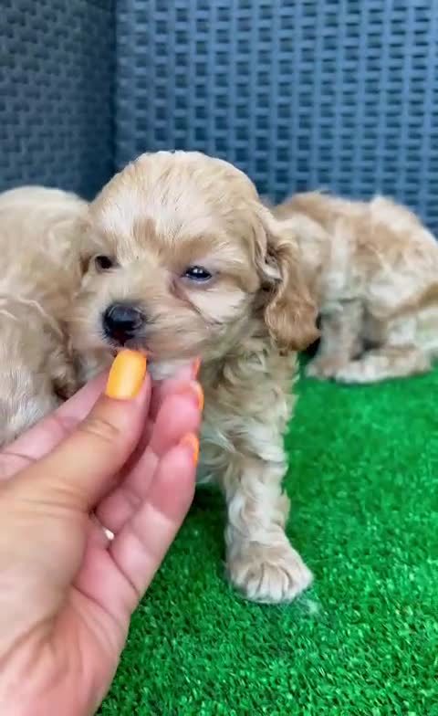 Maltipoo perros en venta: Maltipoo  - Video 1