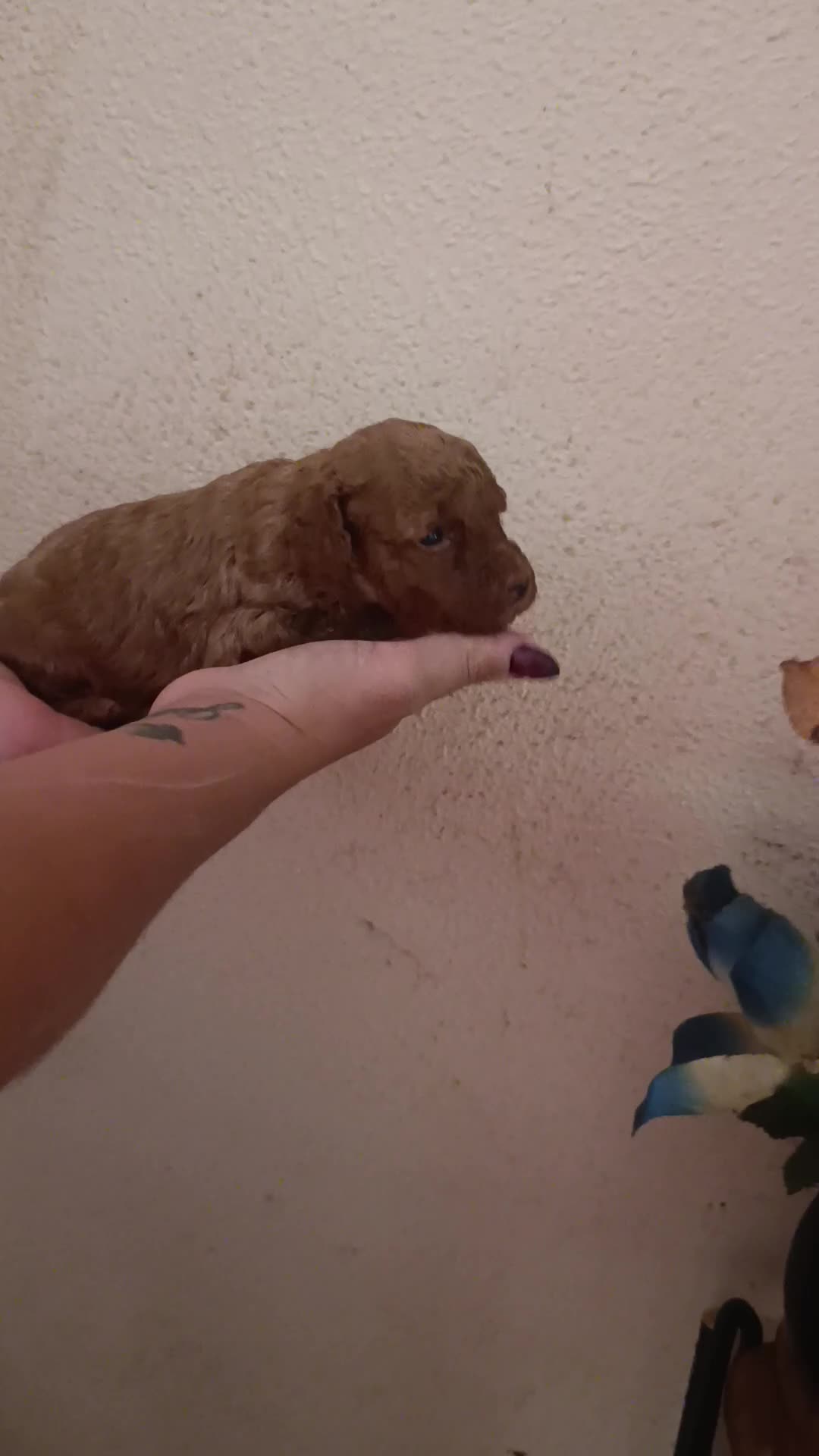 Caniche Toy perros en venta: CANICHES TOYS EXCLUSIVOS  - Video 1