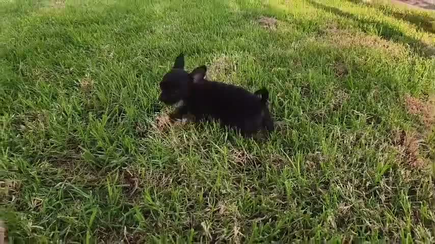 Chihuahua perros en venta: Chihuahuas Machitos  - Video 1