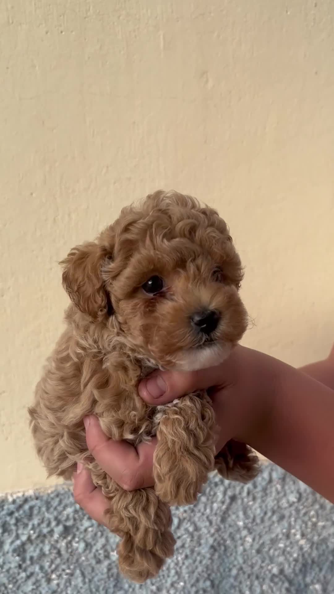 Caniche Toy perros en venta: Caniche toy - Video 3