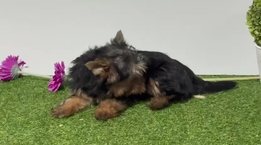 Yorkshire Terrier perros en venta: Yokshire terrier - Video 1