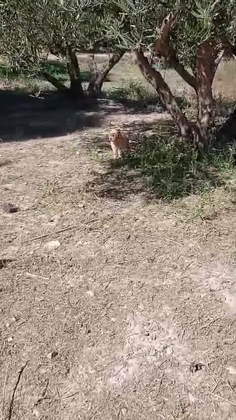 Golden Retriever perros en venta: GOLDEN RETRIEVER  - Video 2