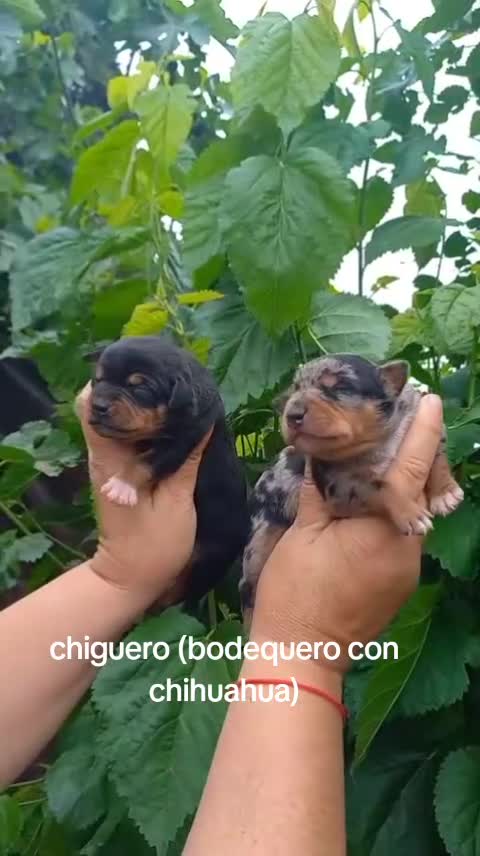 Raza Mixta perros en venta: Cruce de bodequero con chihuahua  en Córdoba - Video 1