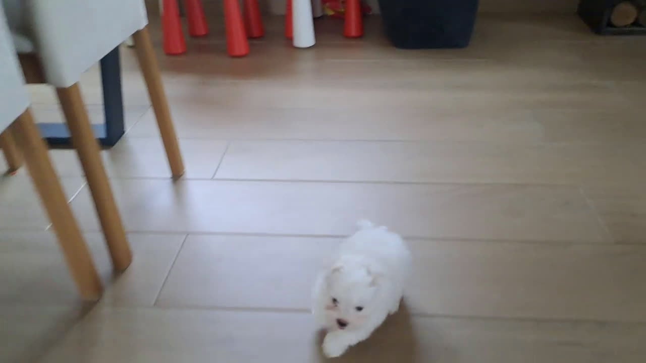 Bichón Maltés perros en venta: Cachorrito de Bichon Maltes  - Video 1