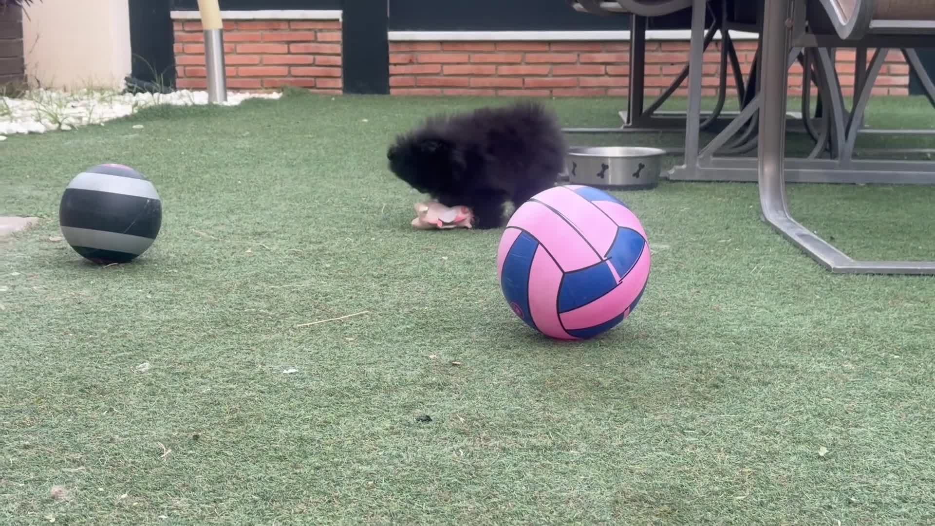 Pomerania perros en venta: Pomeranias exclusivos / alta selección  - Video 1