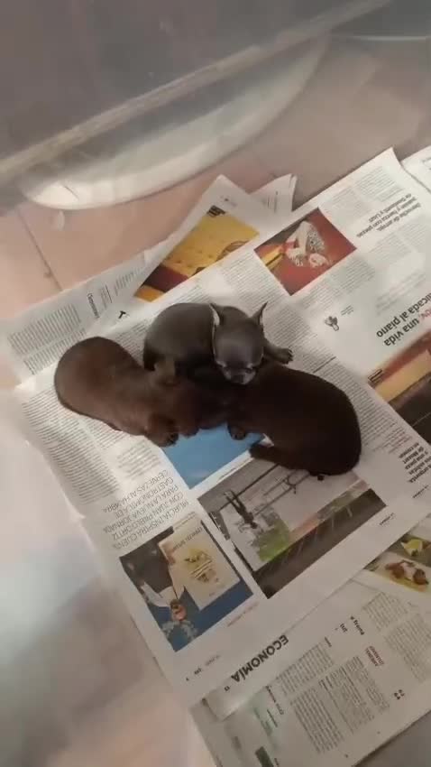 Chihuahua perros en venta: ‼️PRECIOSA CAMADA DE CHIHUAHUAS TAMAÑO MINI  - Video 1