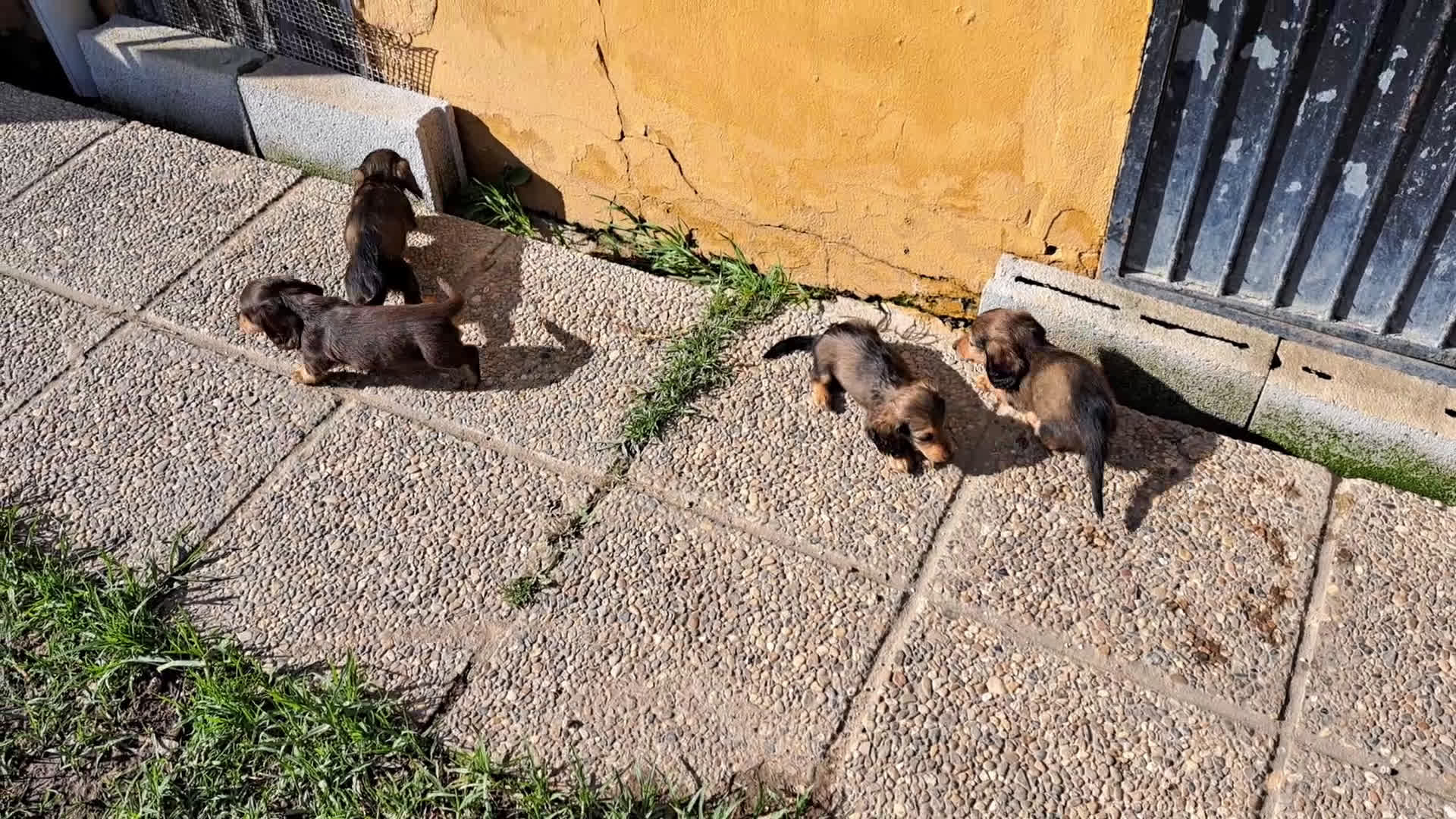 Teckel Miniatura perros en venta: Teckel miniatura de pelo largo - Video 1