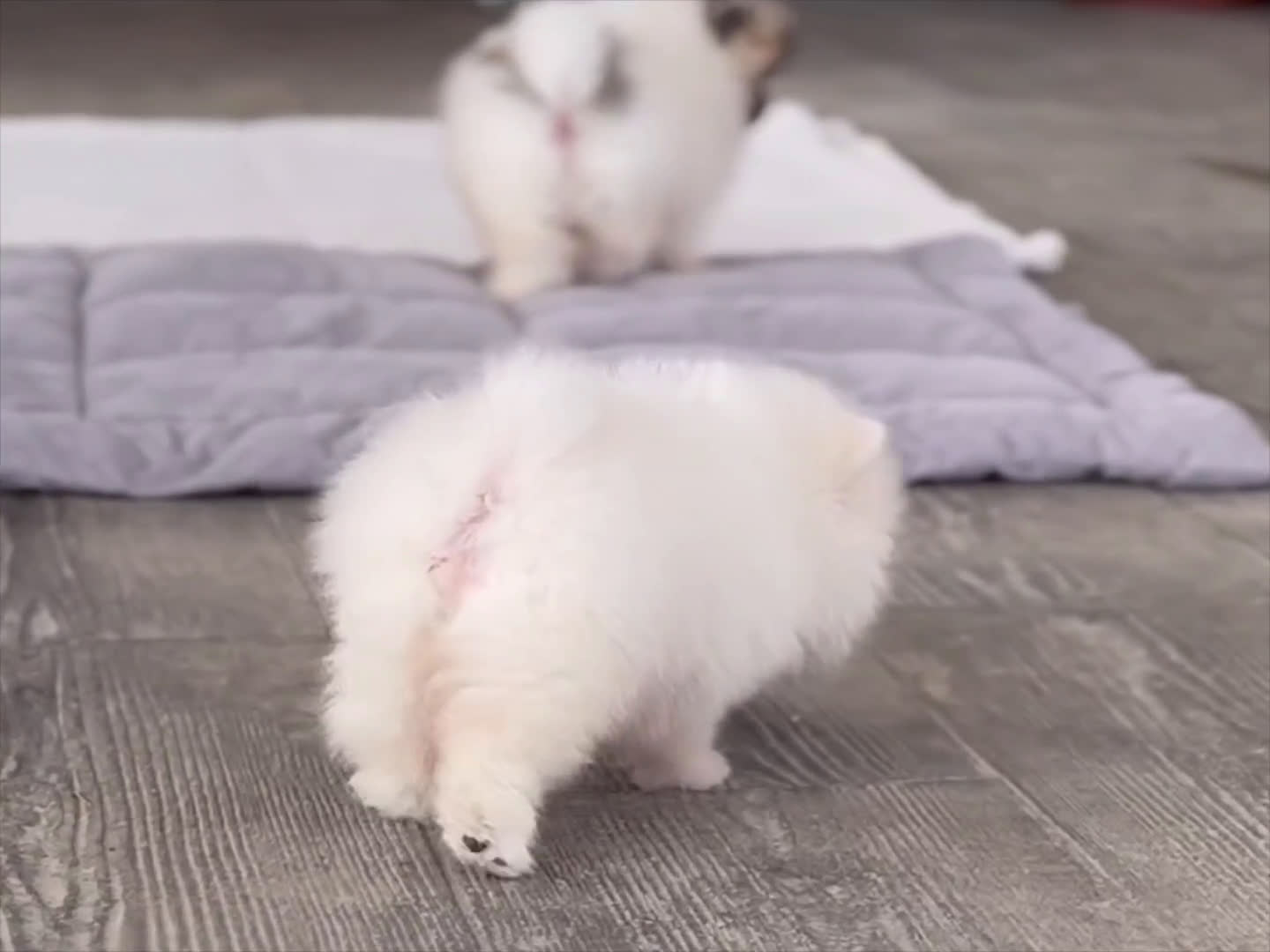 Pomerania perros en venta: 🐾 🌟 PEQUEÑOS POMERANIA ÚNICOS Y SIMPÁTICOS 🐾 🌟 - Video 1