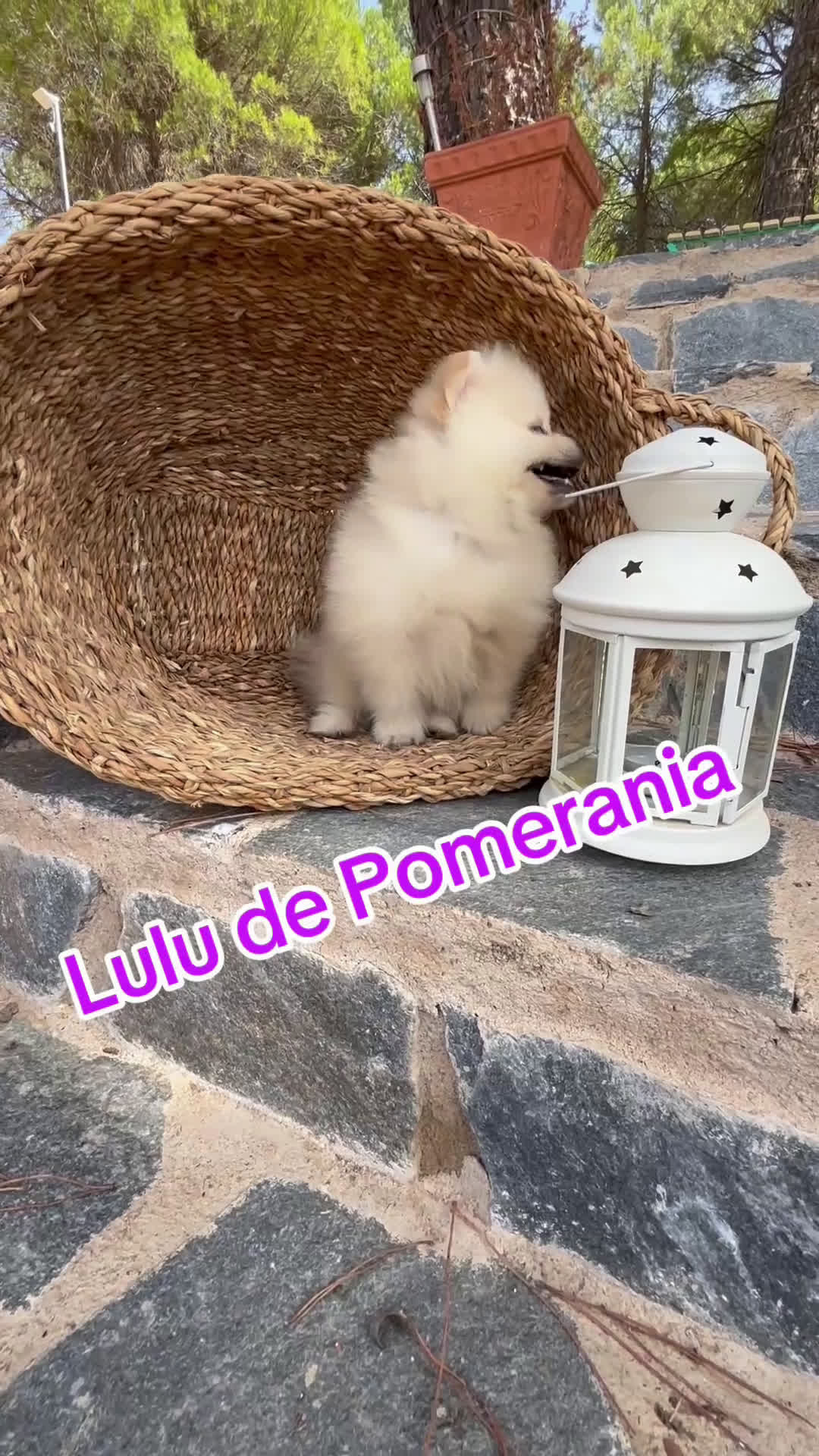 Pomerania perros en venta: Pomeranias tamaño pequeñito  - Video 1