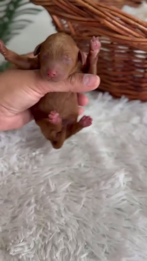 Caniche Toy perros en venta: CANICHE TOY ROJA - Video 1