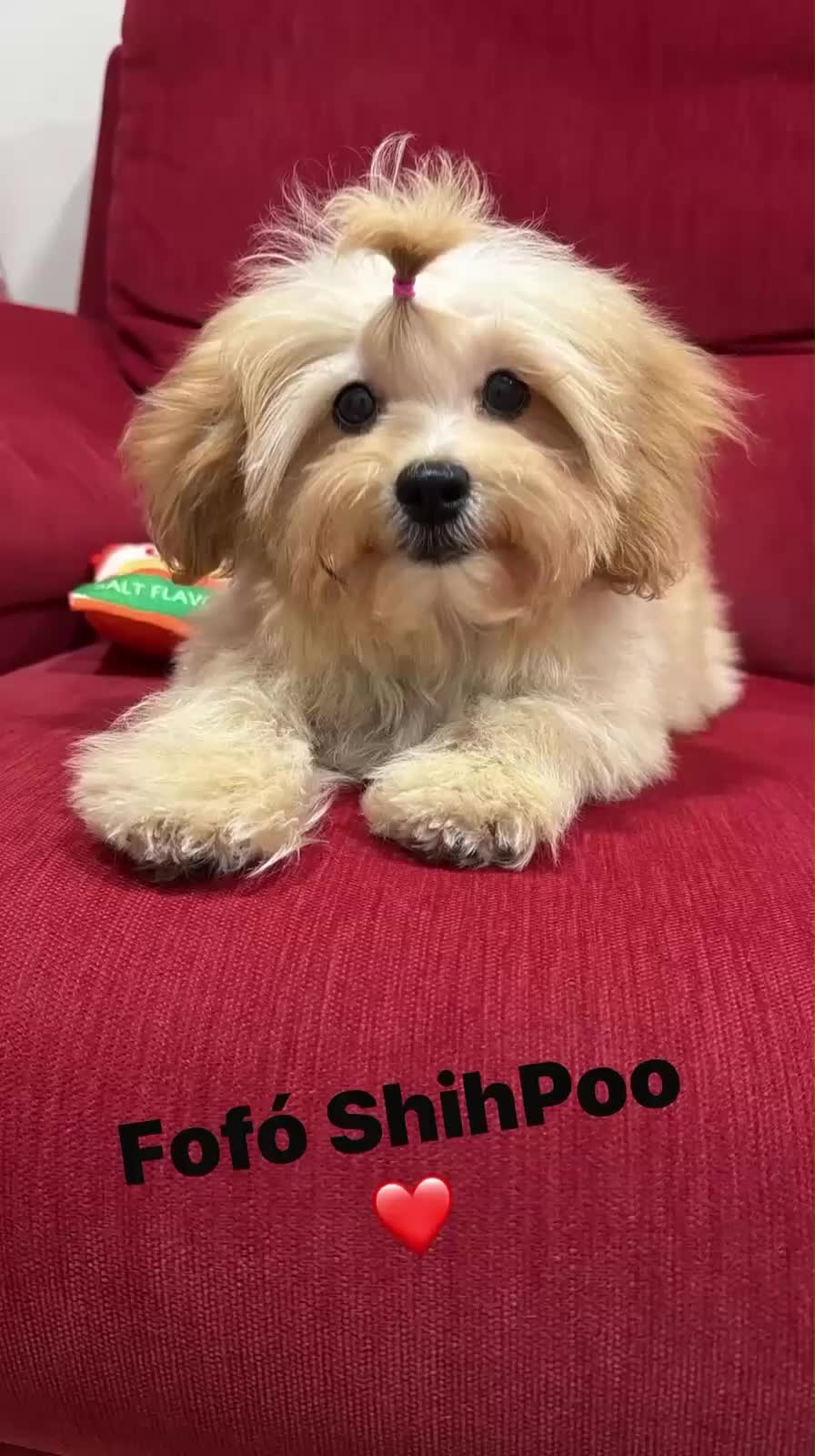 Shihpoo perros en venta: Yo Soy Fofito - Video 2