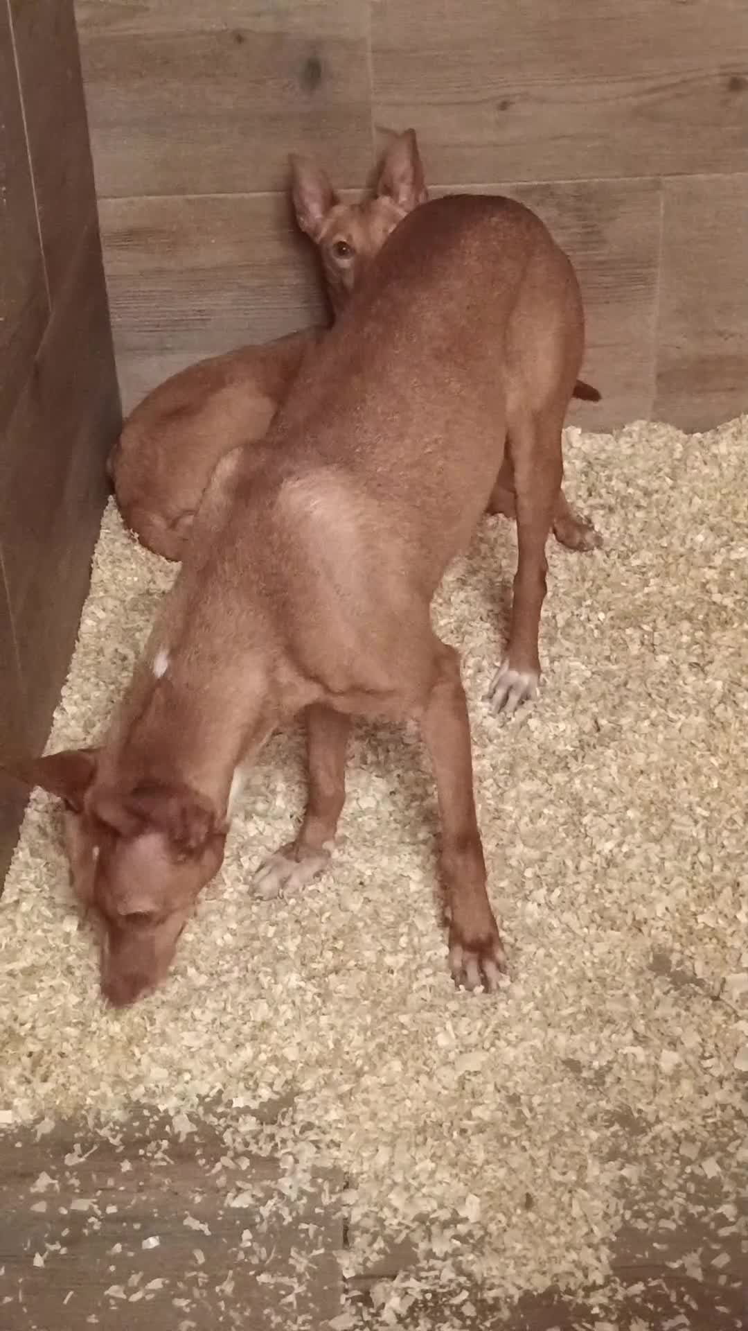 Podenco Andaluz perros en venta: Podencas andaluza  - Video 2