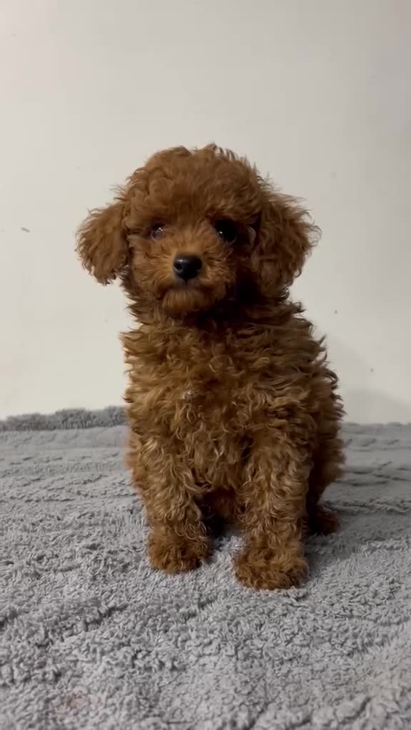 Caniche Toy perros en venta: Caniche Toy rojo - Video 1