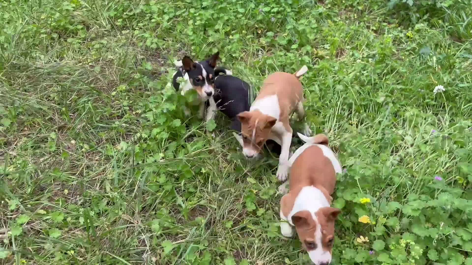 Basenji perros en venta: 🐾 Cachorros Basenji Exclusivos 🐾 - Video 1