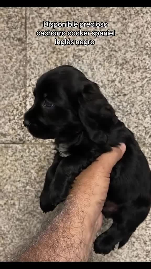 Cocker Spaniel Inglés perros en venta: Coker Negro  - Video 1