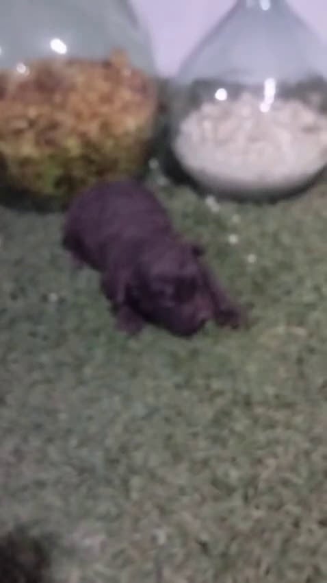 Perro de Agua Español perros en venta: Perro de aguas chocolate  - Video 2