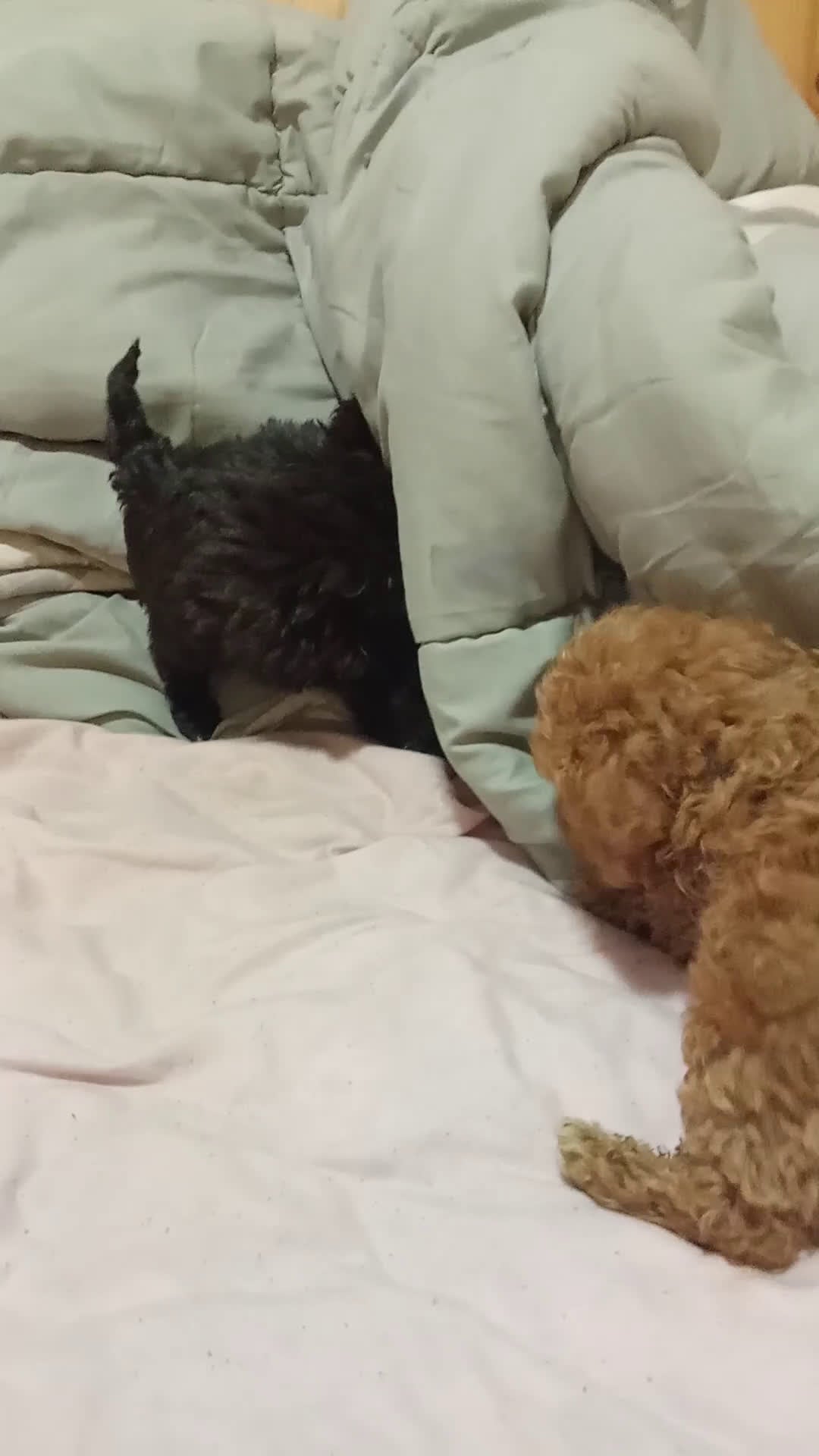 Caniche Toy perros en venta: Caniches 603574813 en Málaga - Video 1