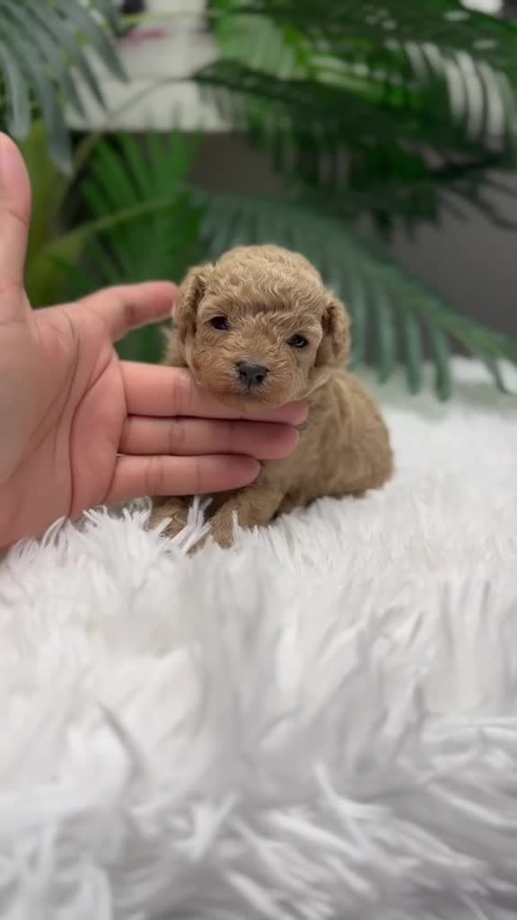 Caniche Toy perros en venta: CANICHE TOY HEMBRA - Video 1