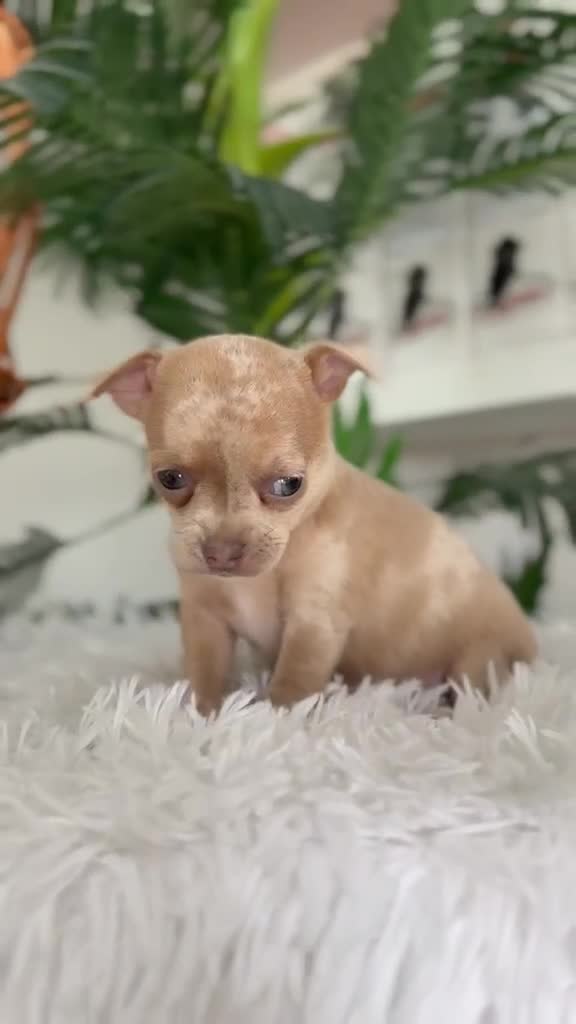 Chihuahua perros en venta: CHIHUAHUA  - Video 1