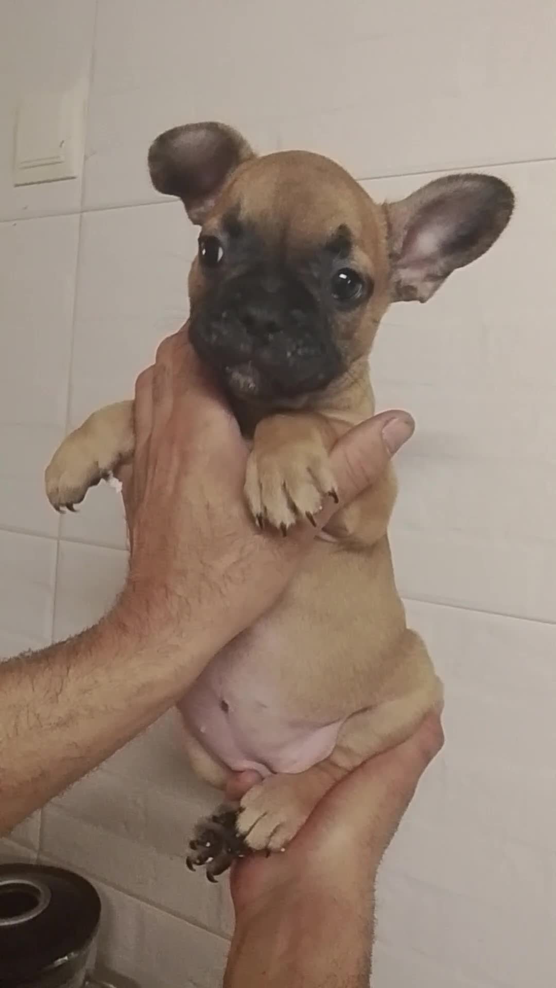 Bulldog Francés perros en venta: Bulldog francés 616121781 - Video 3