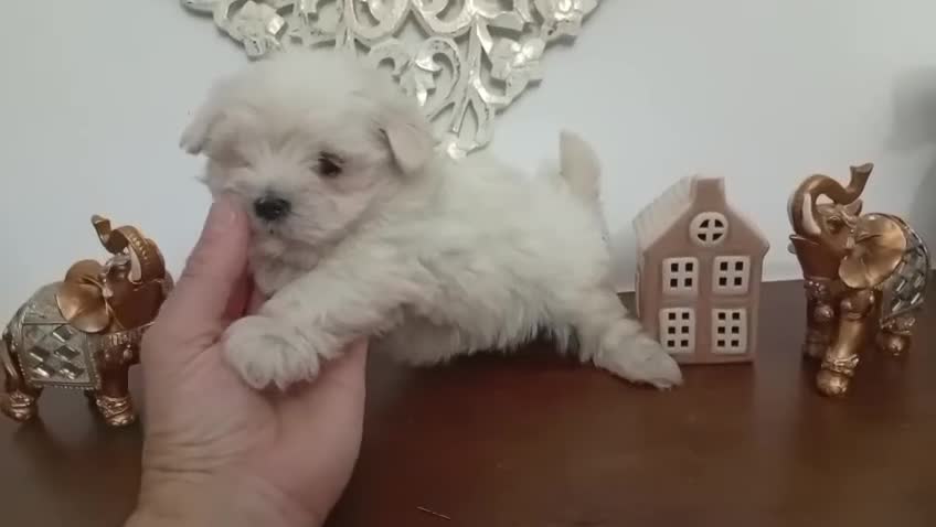 Bichón Maltés perros en venta: Buchona maltés hembra - Video 1