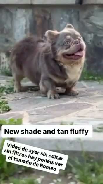 Bulldog Francés perros en venta: Exclusivos bulldog francés fluffy  - Video 1
