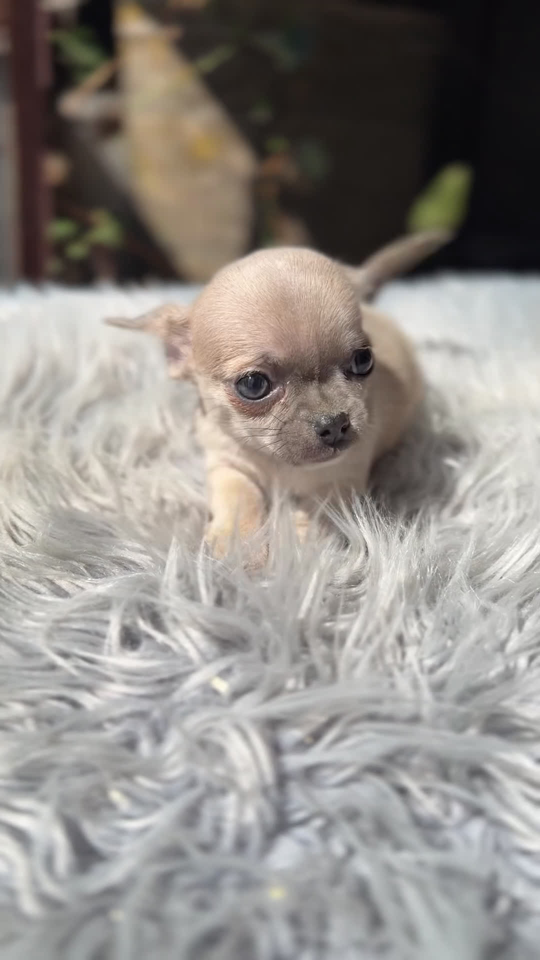 Chihuahua perros en venta: Chihuahua Minitoy  - Video 1