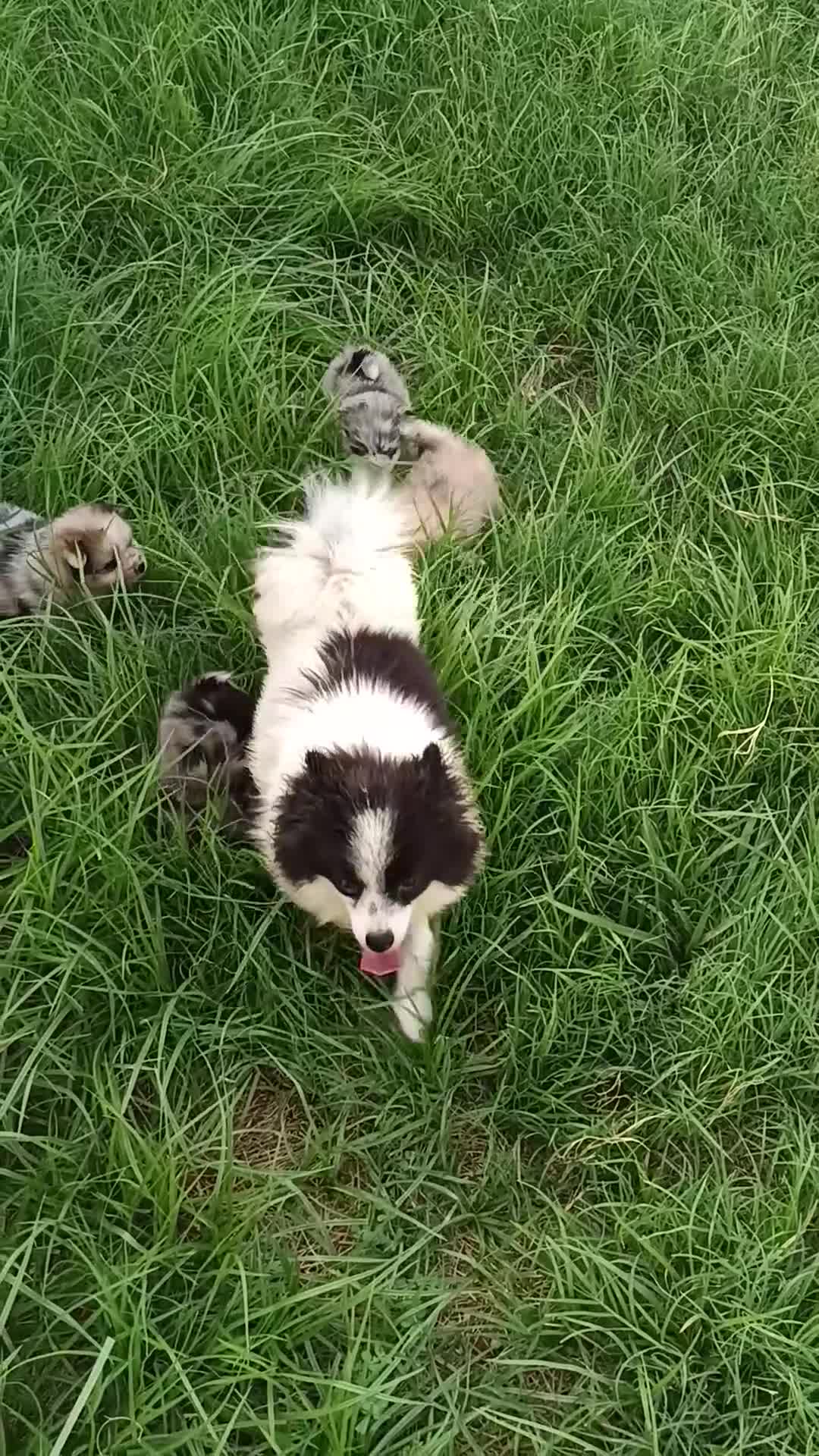 Pomerania perros en venta: Pomerania  - Video 2