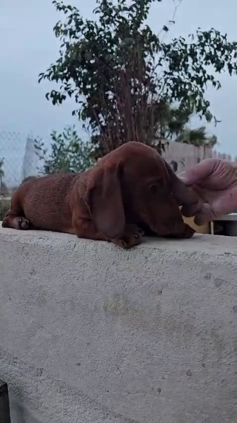 Teckel perros en venta: Teckel precio real  - Video 2