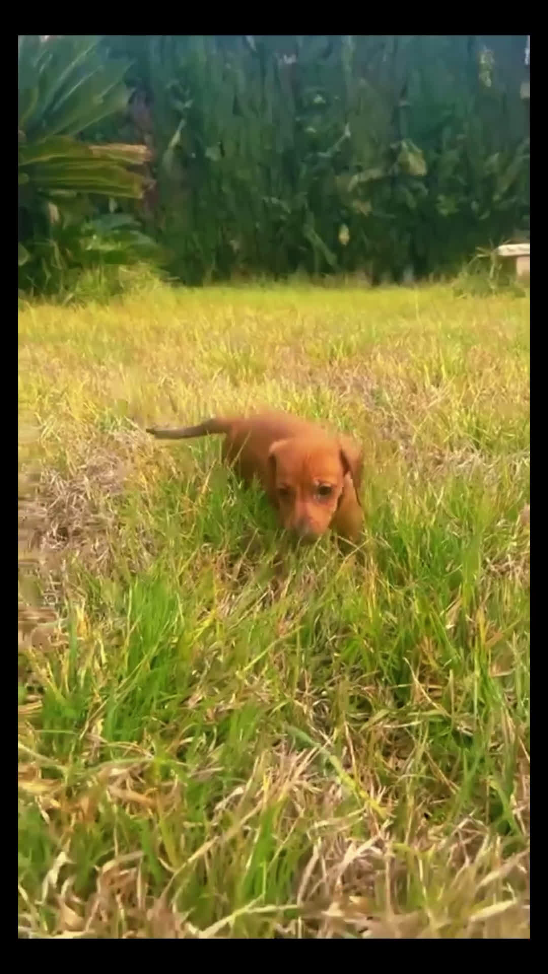 Teckel Miniatura perros en venta: Teckel Miniatura Precioso  - Video 1