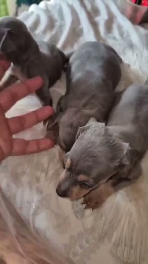 Pinscher Miniatura perros en venta: Increíbles mini pinschers blue - Video 1