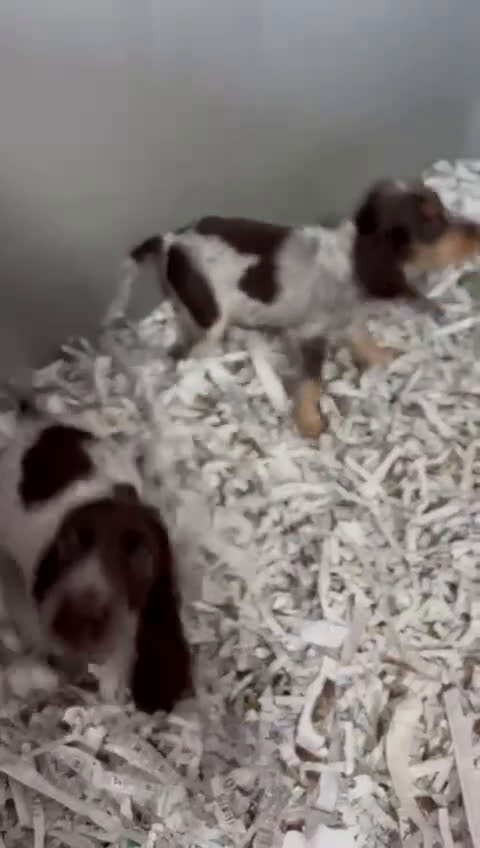 Cocker Spaniel Inglés perros en venta: COCKER MACHO RUANO - Video 1