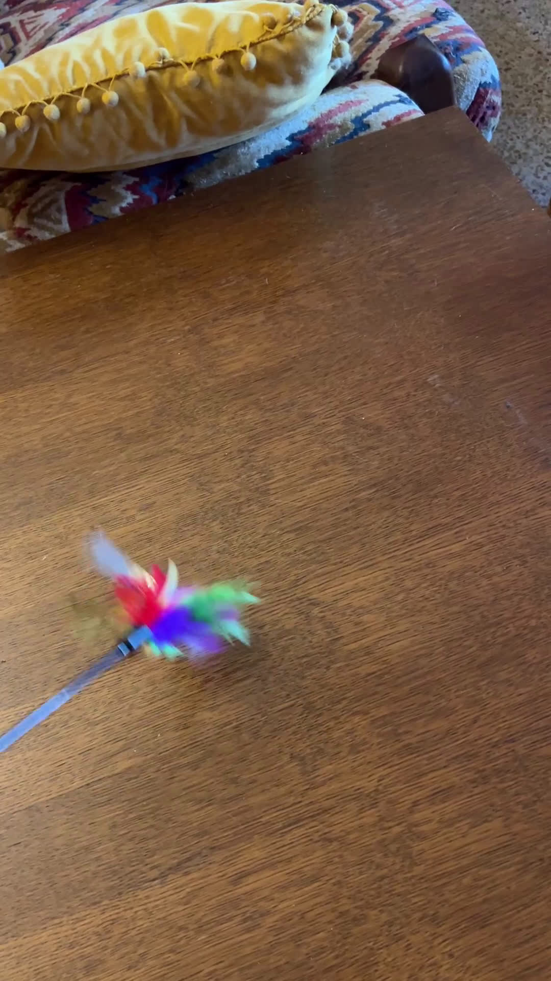 Británico de Pelo Corto gatos en venta: British shorthair golden chinchilla - Video 2