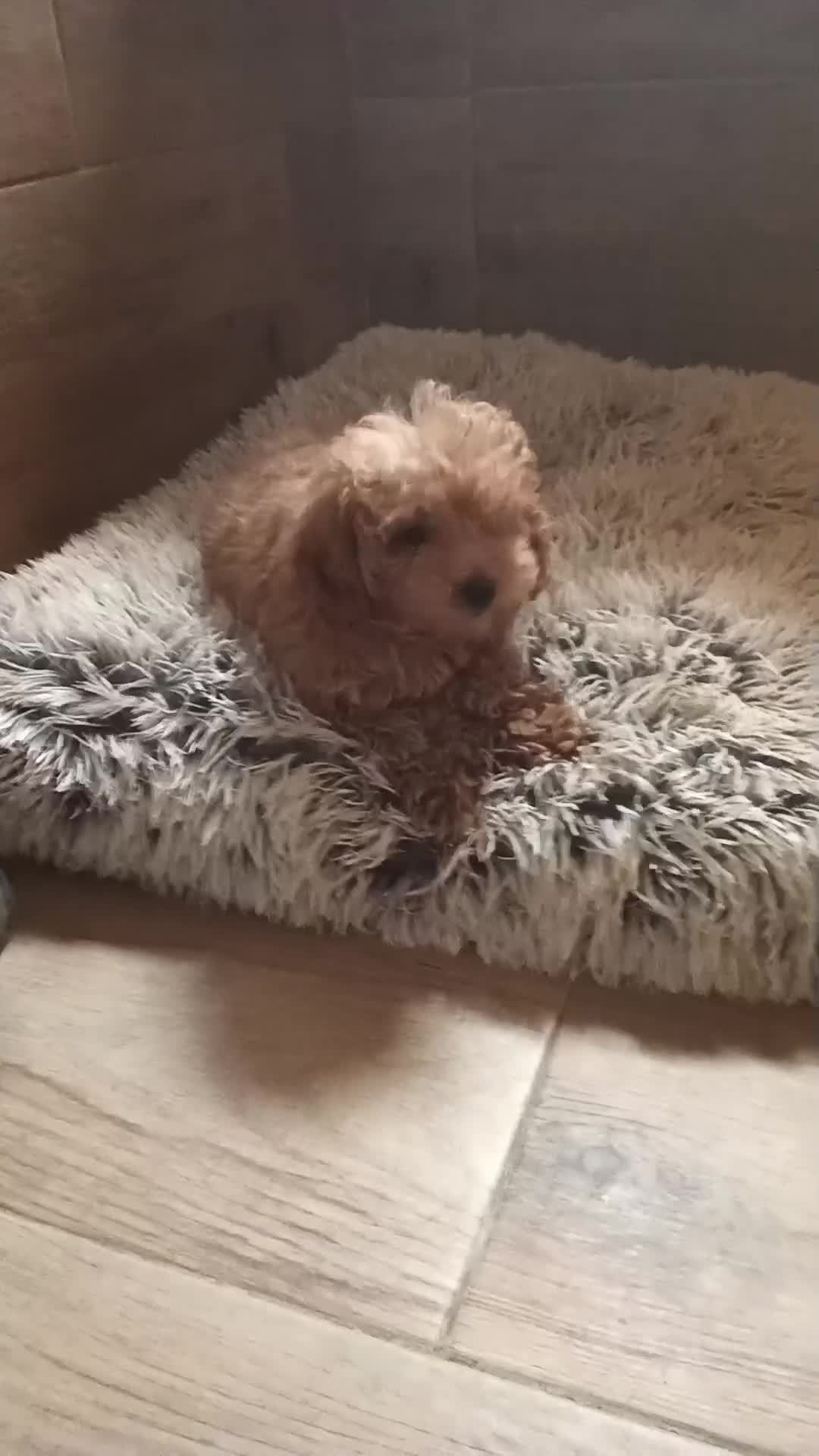 Caniche Toy perros en venta: Caniche toy  - Video 1