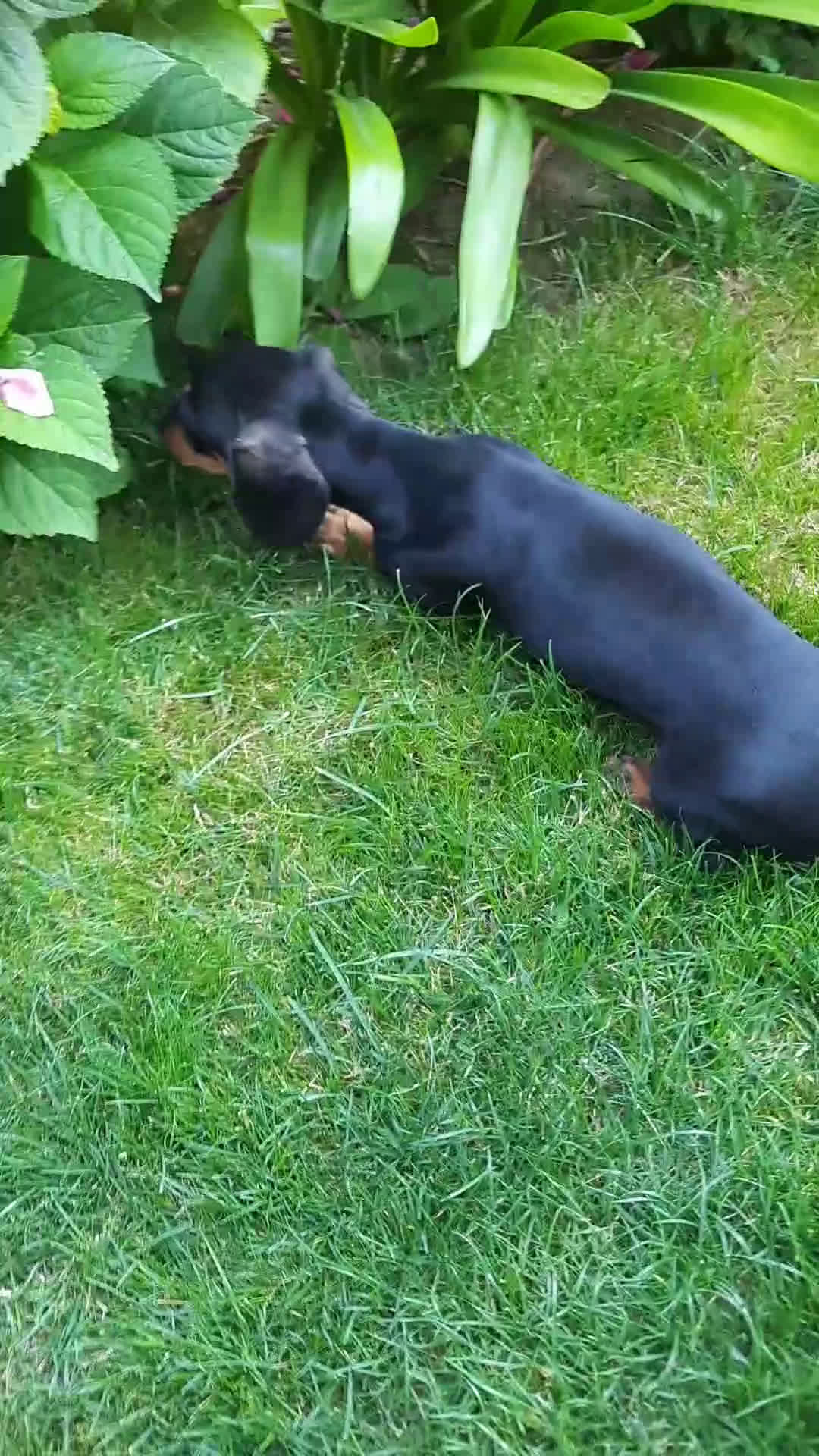 Teckel perros en venta: Teckel  - Video 1
