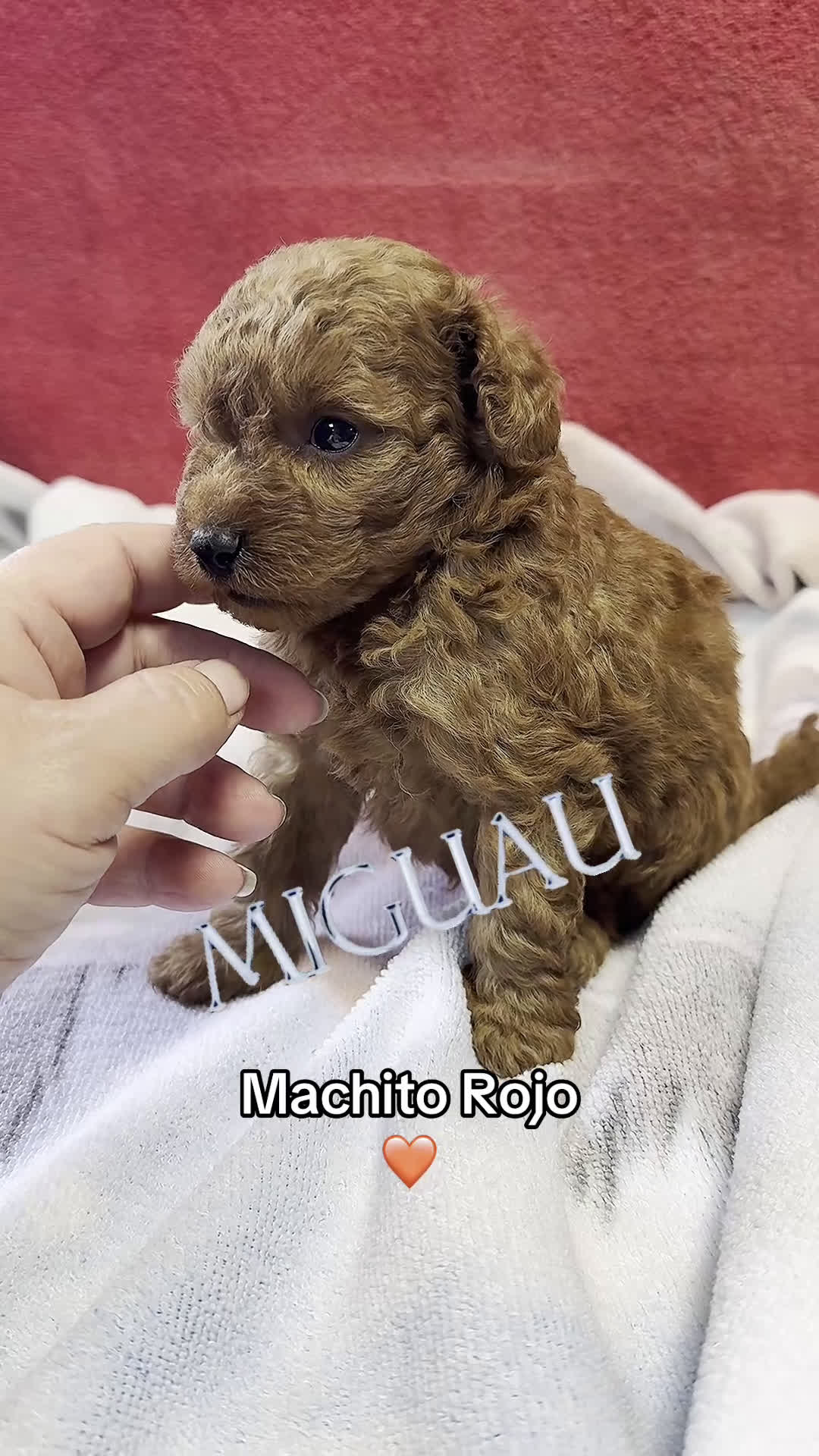 Caniche Toy perros en venta: Monísimo Caniche Rojo  - Video 1