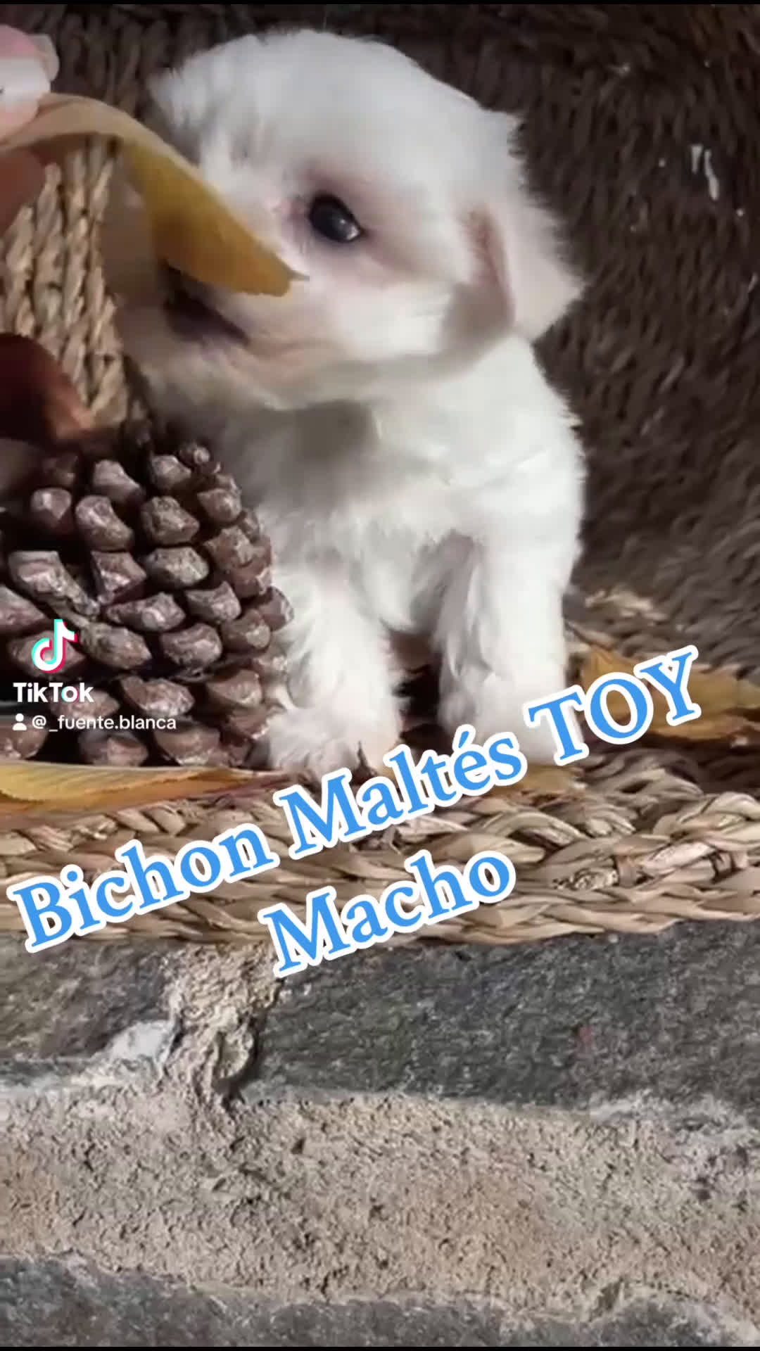 Bichón Maltés perros en venta: Bichon maltés Toy líneas Americana/coreana. - Video 1
