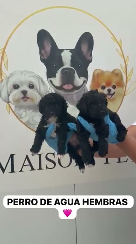 Perro de Agua Español perros en venta: 🩷🐾 DOS PEQUEÑAS PERRO DE AGUA 🐾🩷 - Video 1