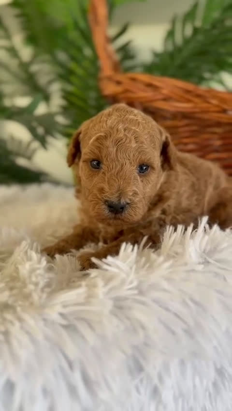 Caniche Toy perros en venta: CANICHE TOY - Video 1