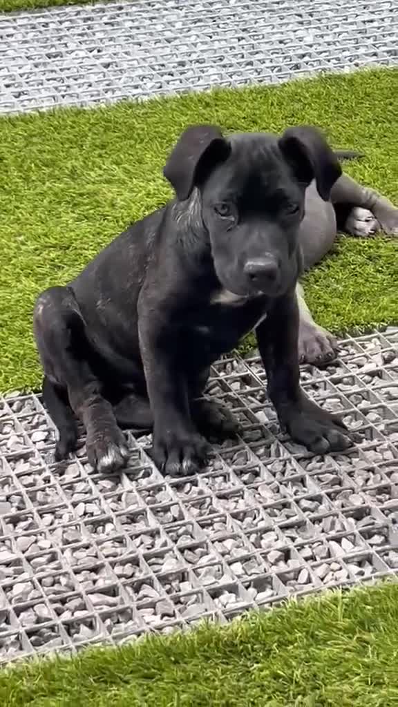 Cane Corso perros en venta: Cane corso  - Video 1