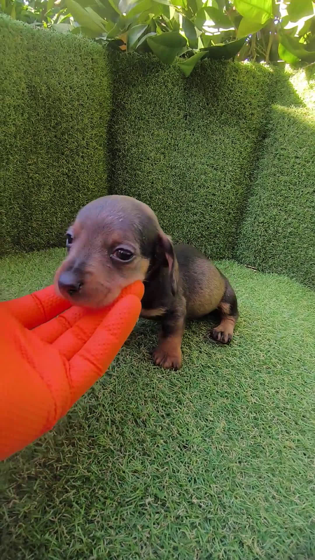 Teckel Miniatura perros en venta: camada teckel miniatura  - Video 1